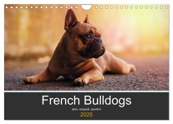 Kalendář/Diář French Bulldog aktiv, verspielt, sportlich (Wandkalender 2025 DIN A4 quer), CALVENDO Monatskalender Calvendo