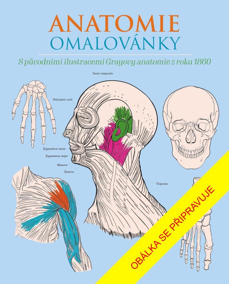 Kniha Anatomie omalovánky Henry Gray