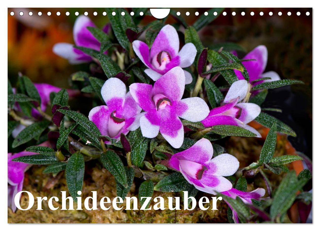 Ημερολόγιο/ημερολόγιο ατζέντα Orchideenzauber (Wandkalender 2025 DIN A4 quer), CALVENDO Monatskalender 