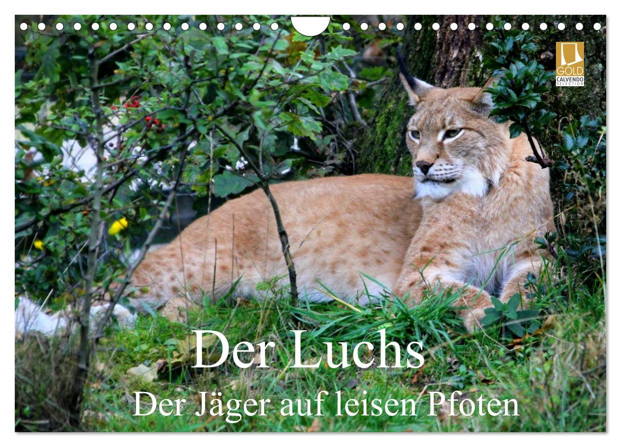 Calendrier/agenda Der Luchs - Der Jäger auf leisen Pfoten (Wandkalender 2025 DIN A4 quer), CALVENDO Monatskalender 