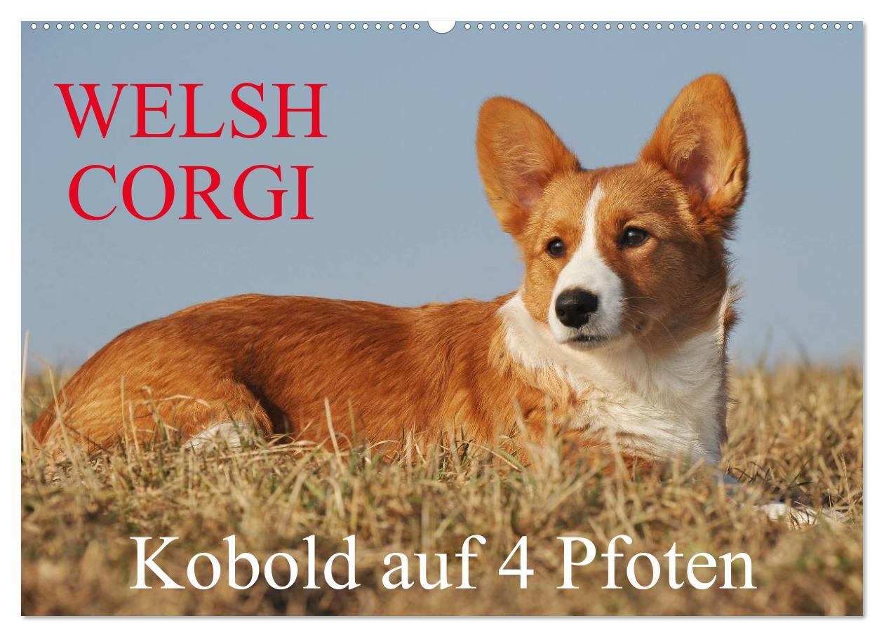 Calendar / Agendă Welsh Corgi - Kobold auf 4 Pfoten (Wandkalender 2025 DIN A2 quer), CALVENDO Monatskalender Calvendo