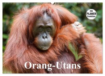 Calendario/Agenda Orang-Utans (Wandkalender 2025 DIN A2 quer), CALVENDO Monatskalender Calvendo