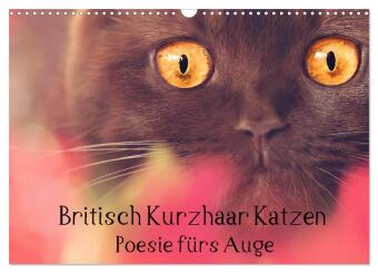 Calendrier/agenda Britisch Kurzhaar Katzen - Poesie fürs Auge (Wandkalender 2025 DIN A3 quer), CALVENDO Monatskalender Calvendo