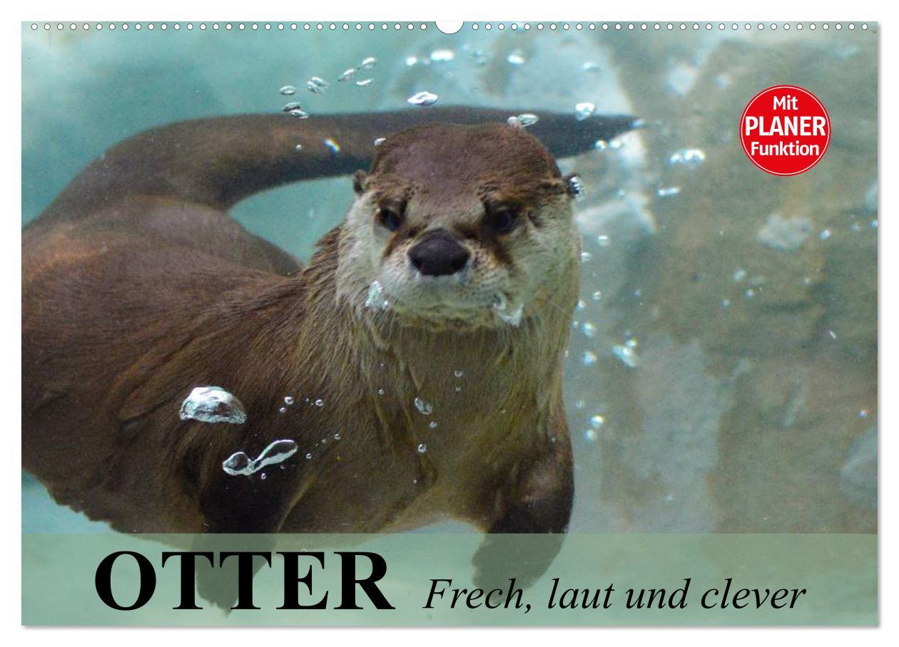 Kalendář/Diář Otter. Frech, laut und clever (Wandkalender 2025 DIN A2 quer), CALVENDO Monatskalender Calvendo