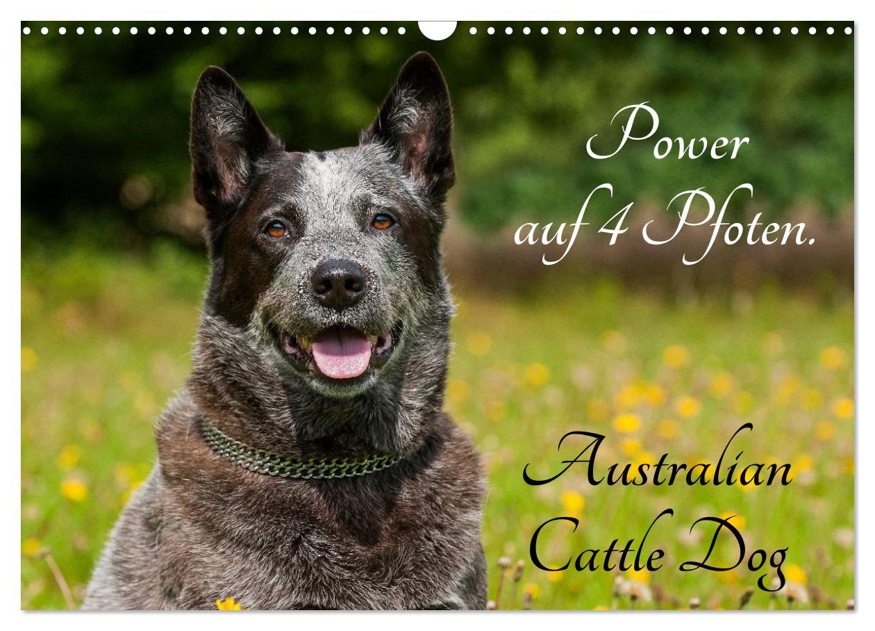 Kalendar/Rokovnik Power auf 4 Pfoten. Australian Cattle Dog (Wandkalender 2025 DIN A3 quer), CALVENDO Monatskalender Calvendo