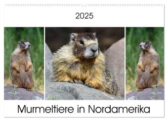 Kalendarz/Pamiętnik Murmeltiere in Nordamerika (Wandkalender 2025 DIN A2 quer), CALVENDO Monatskalender Calvendo