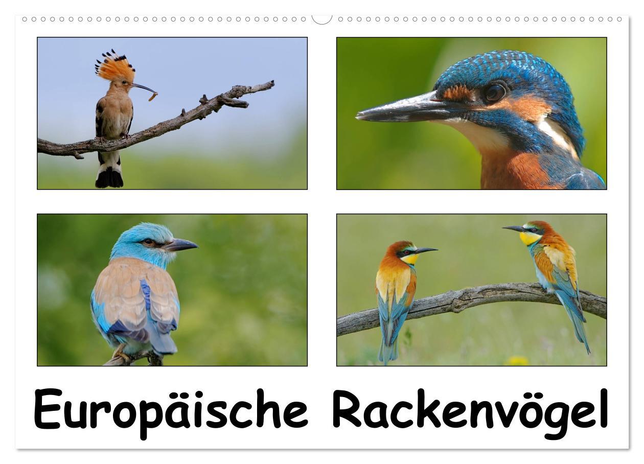 Kalender/Terminbuch Europäische Rackenvögel (Wandkalender 2025 DIN A2 quer), CALVENDO Monatskalender Calvendo