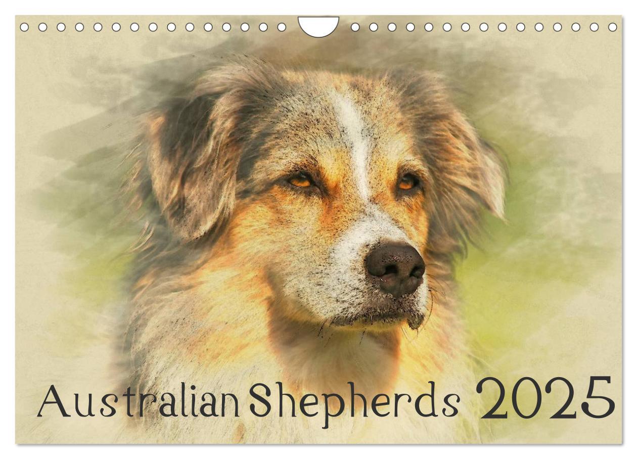 Kalendář/Diář Australian Shepherds 2025 (Wandkalender 2025 DIN A4 quer), CALVENDO Monatskalender Calvendo