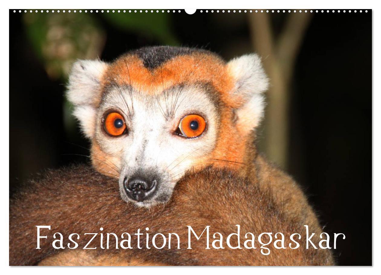 Ημερολόγιο/ημερολόγιο ατζέντα Faszination Madagaskar (Wandkalender 2025 DIN A2 quer), CALVENDO Monatskalender Calvendo