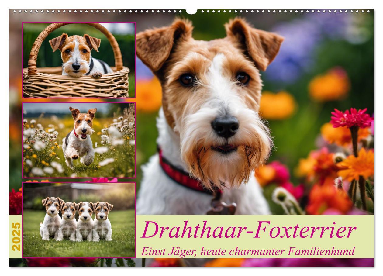 Calendar/Diary Drahthaar-Foxterrier (Wandkalender 2025 DIN A2 quer), CALVENDO Monatskalender Calvendo