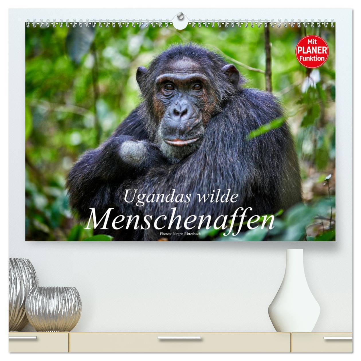 Kalendář/Diář Ugandas wilde Menschenaffen (hochwertiger Premium Wandkalender 2025 DIN A2 quer), Kunstdruck in Hochglanz Calvendo