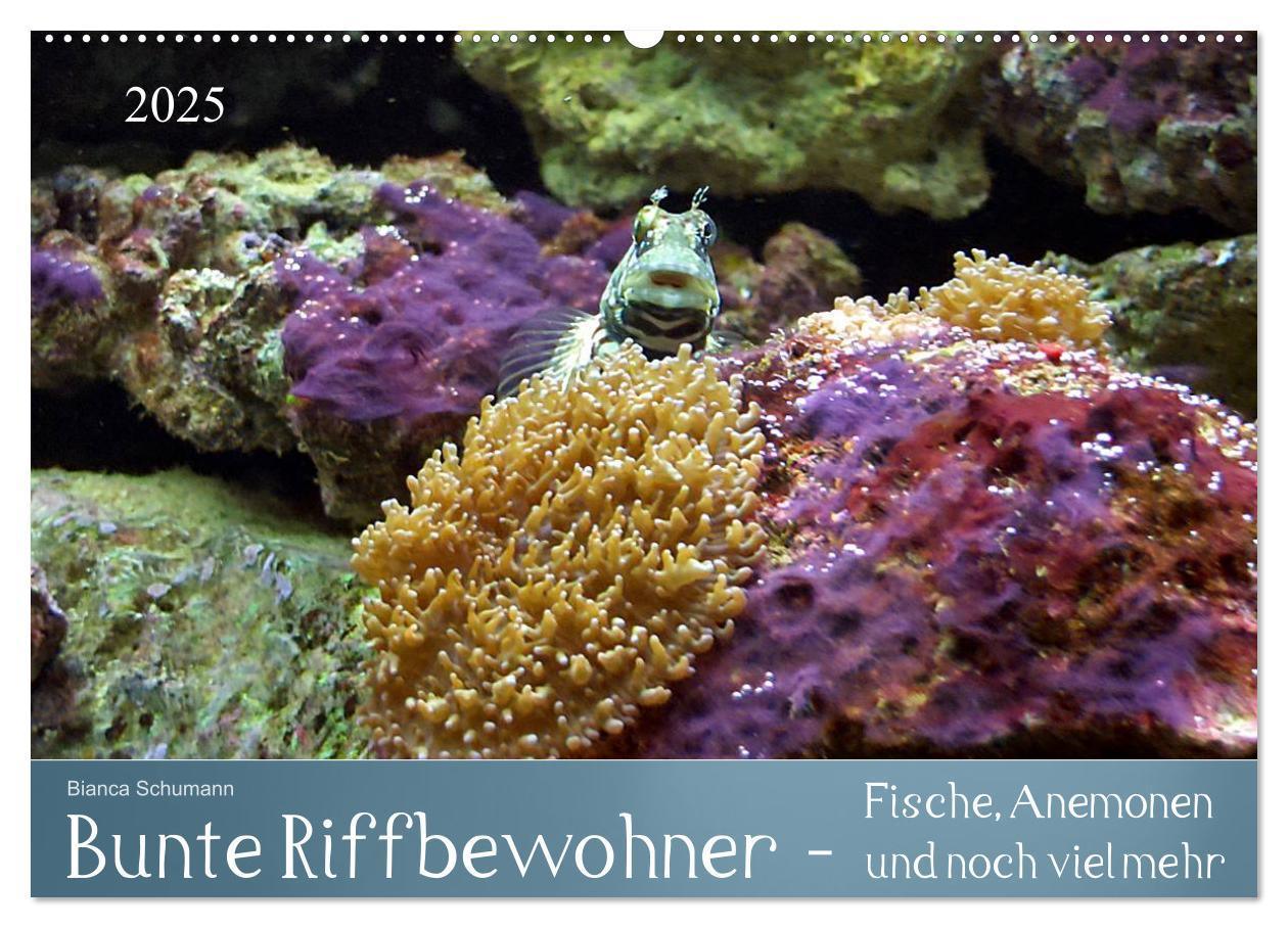 Kalendár/Diár Bunte Riffbewohner - Fische, Anemonen und noch viel mehr (Wandkalender 2025 DIN A2 quer), CALVENDO Monatskalender Calvendo