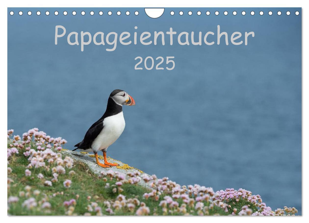 Kalendář/Diář Papageientaucher 2025 (Wandkalender 2025 DIN A4 quer), CALVENDO Monatskalender Calvendo