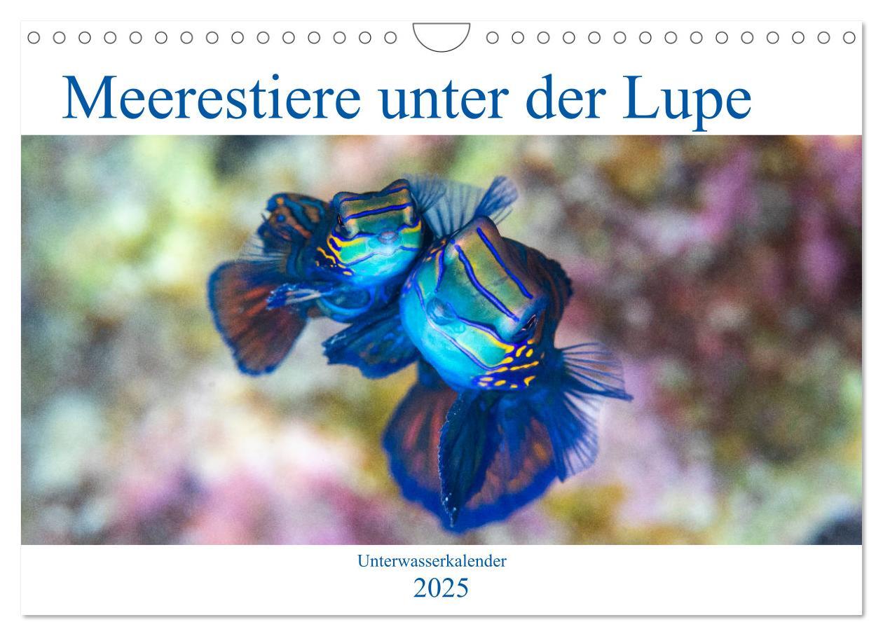 Kalender/Terminbuch Meerestiere unter der Lupe - Unterwasserkalender (Wandkalender 2025 DIN A4 quer), CALVENDO Monatskalender Calvendo