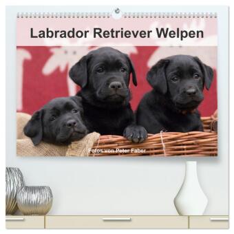 Kalendář/Diář Labrador Retriever Welpen (hochwertiger Premium Wandkalender 2025 DIN A2 quer), Kunstdruck in Hochglanz Calvendo