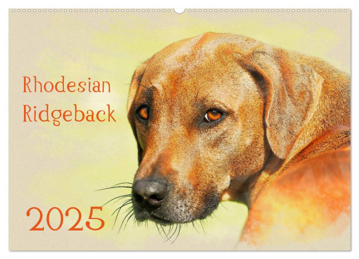 Kalendár/Diár Rhodesian Ridgeback 2025 (Wandkalender 2025 DIN A2 quer), CALVENDO Monatskalender Calvendo