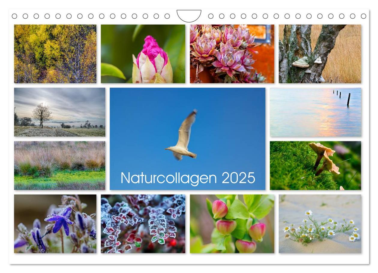 Календар/тефтер Naturcollagen 2025 (Wandkalender 2025 DIN A4 quer), CALVENDO Monatskalender Calvendo