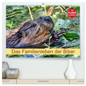 Kalendář/Diář Das Familienleben der Biber (hochwertiger Premium Wandkalender 2025 DIN A2 quer), Kunstdruck in Hochglanz Calvendo