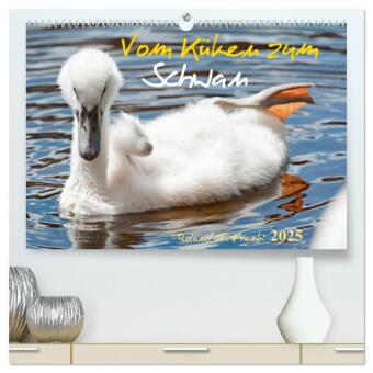 Calendrier/agenda Vom Küken zum Schwan (hochwertiger Premium Wandkalender 2025 DIN A2 quer), Kunstdruck in Hochglanz Calvendo