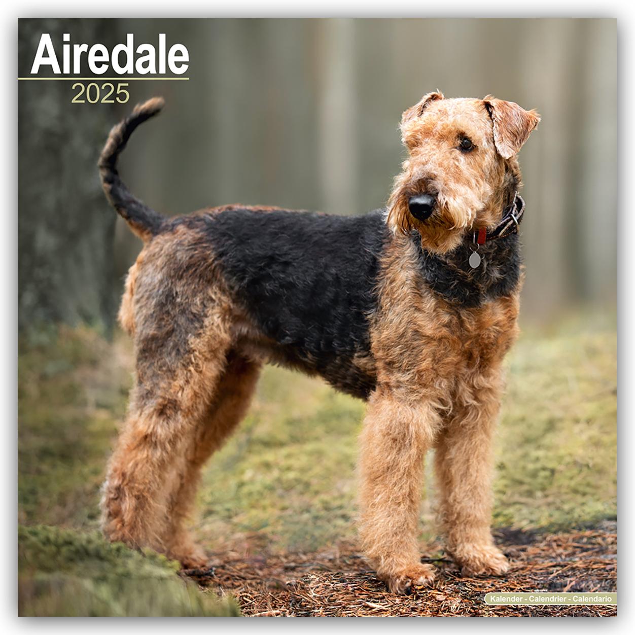 Calendar / Agendă Airedale Terrier 2025 - 16-Monatskalender 