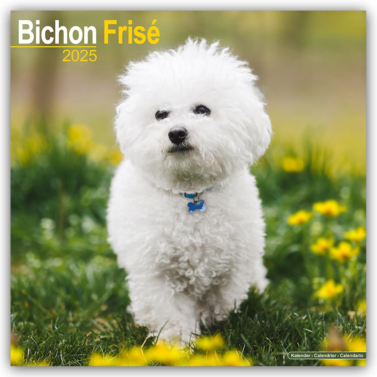 Kalendarz/Pamiętnik Bichon Frisé - Gelockter Bichon 2025- 16-Monatskalender 