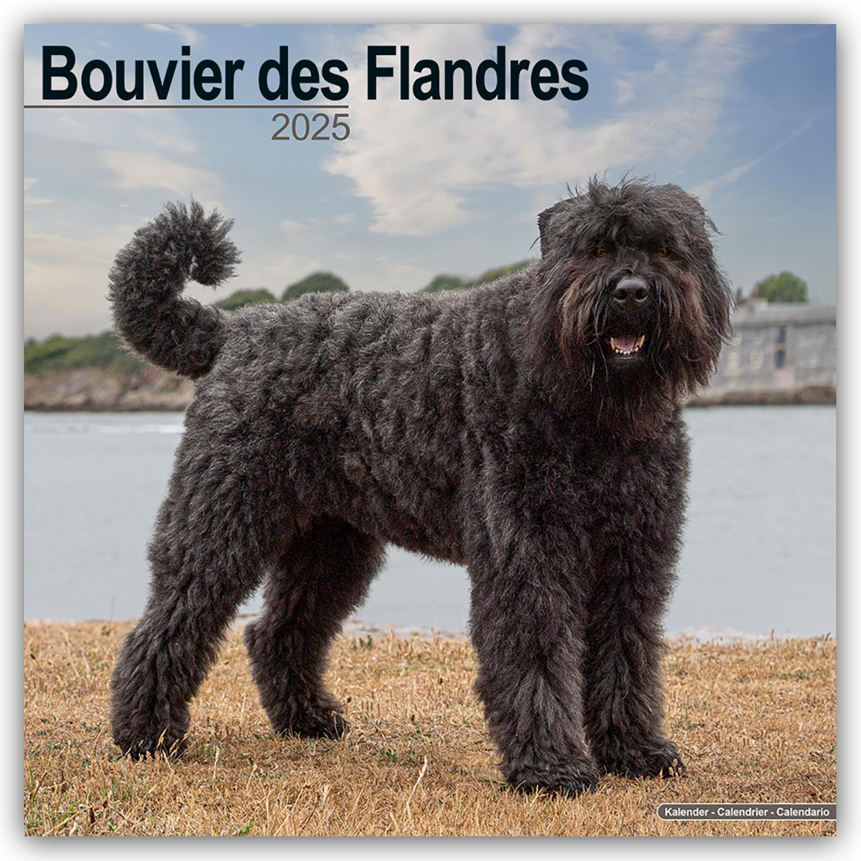 Kalendarz/Pamiętnik Bouvier des Flandres 2025 - 16-Monatskalender 