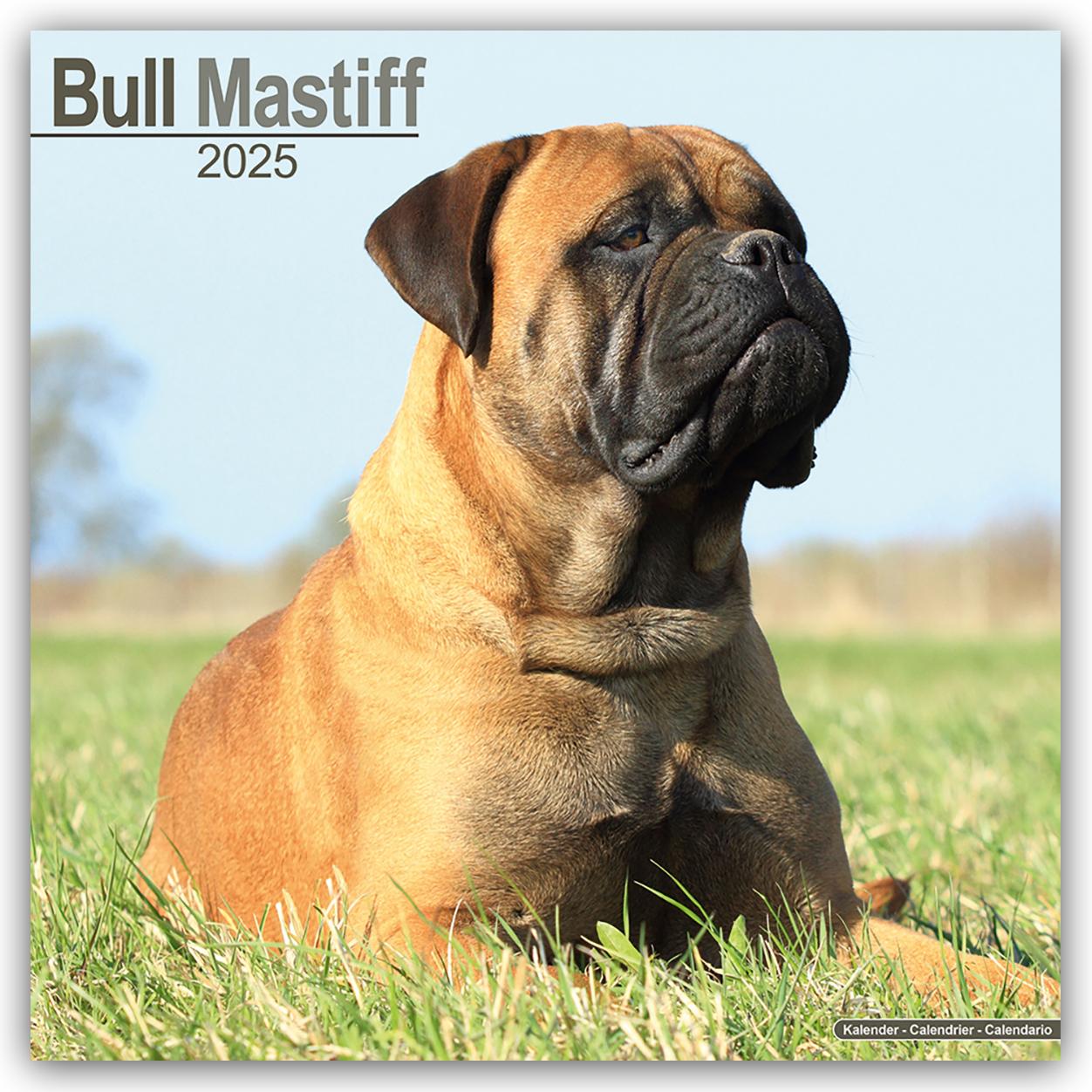 Calendar/Diary Bull Mastiff 2025 - 16-Monatskalender 