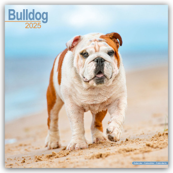 Kalendar/Rokovnik Bulldog - Bulldoggen 2025 - 16-Monatskalender 