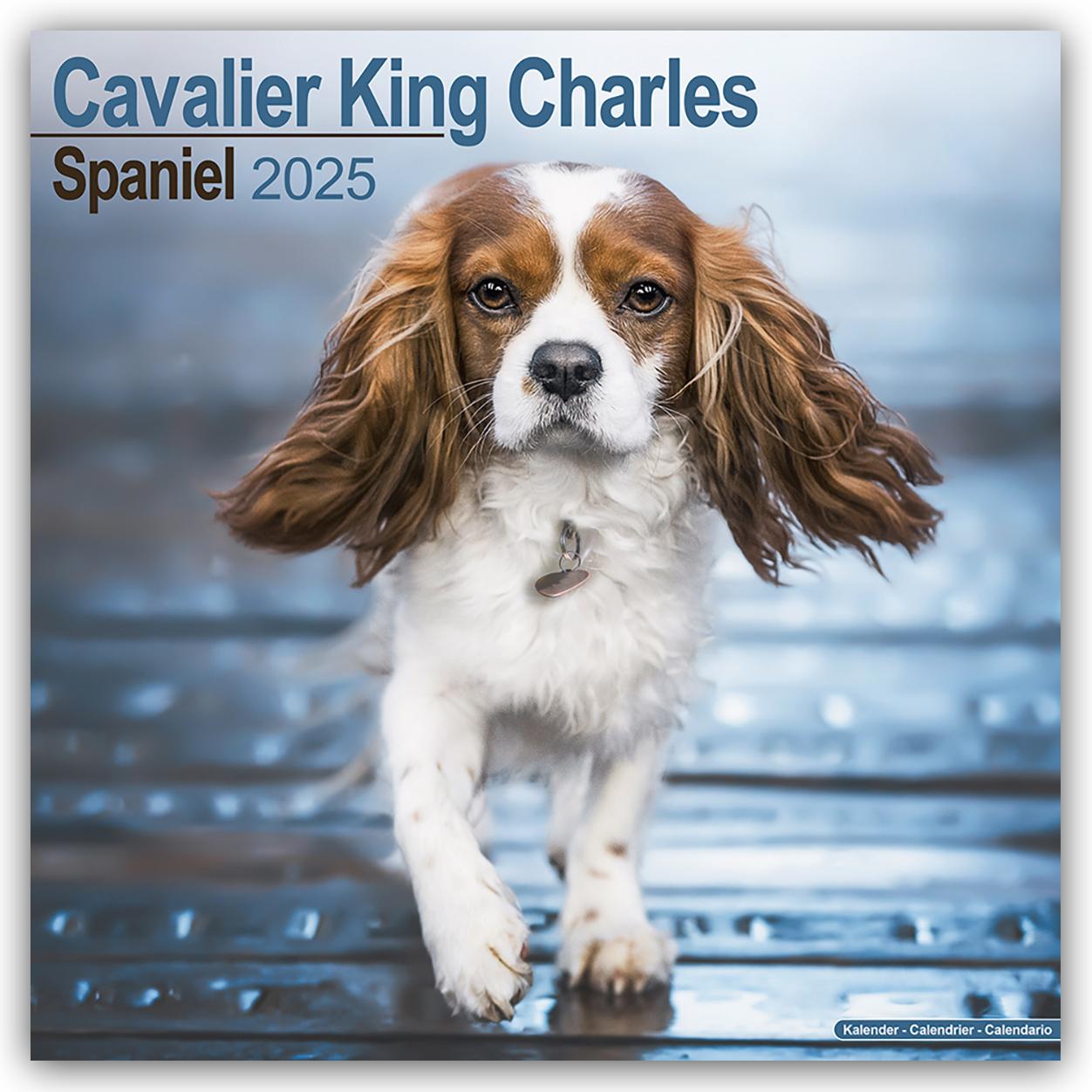 Kalendář/Diář Cavalier King Charles Spaniel 2025 - 16-Monatskalender 