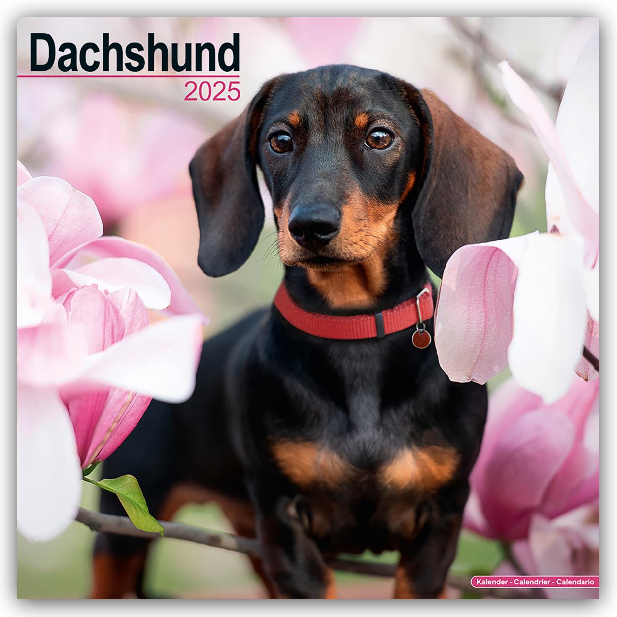 Kalendář/Diář Dachshund - Dackel 2025 - 16-Monatskalender 