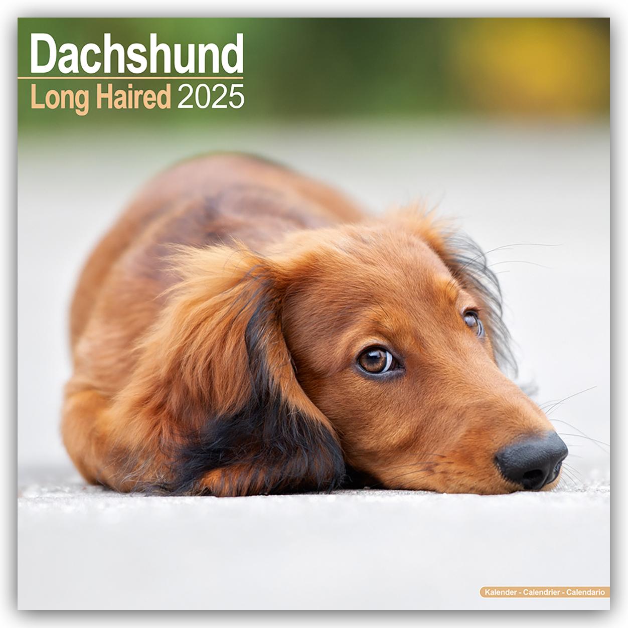 Kalendář/Diář Longhaired Dachshund - Langhaardackel 2025 - 16-Monatskalender 