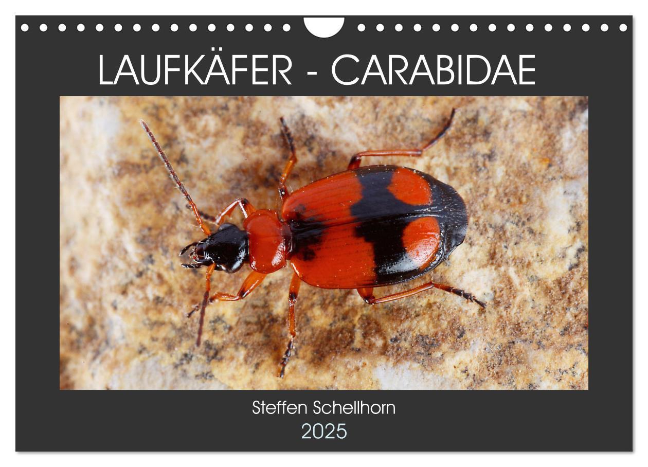 Kalendarz/Pamiętnik LAUFKÄFER - CARABIDAE (Wandkalender 2025 DIN A4 quer), CALVENDO Monatskalender 