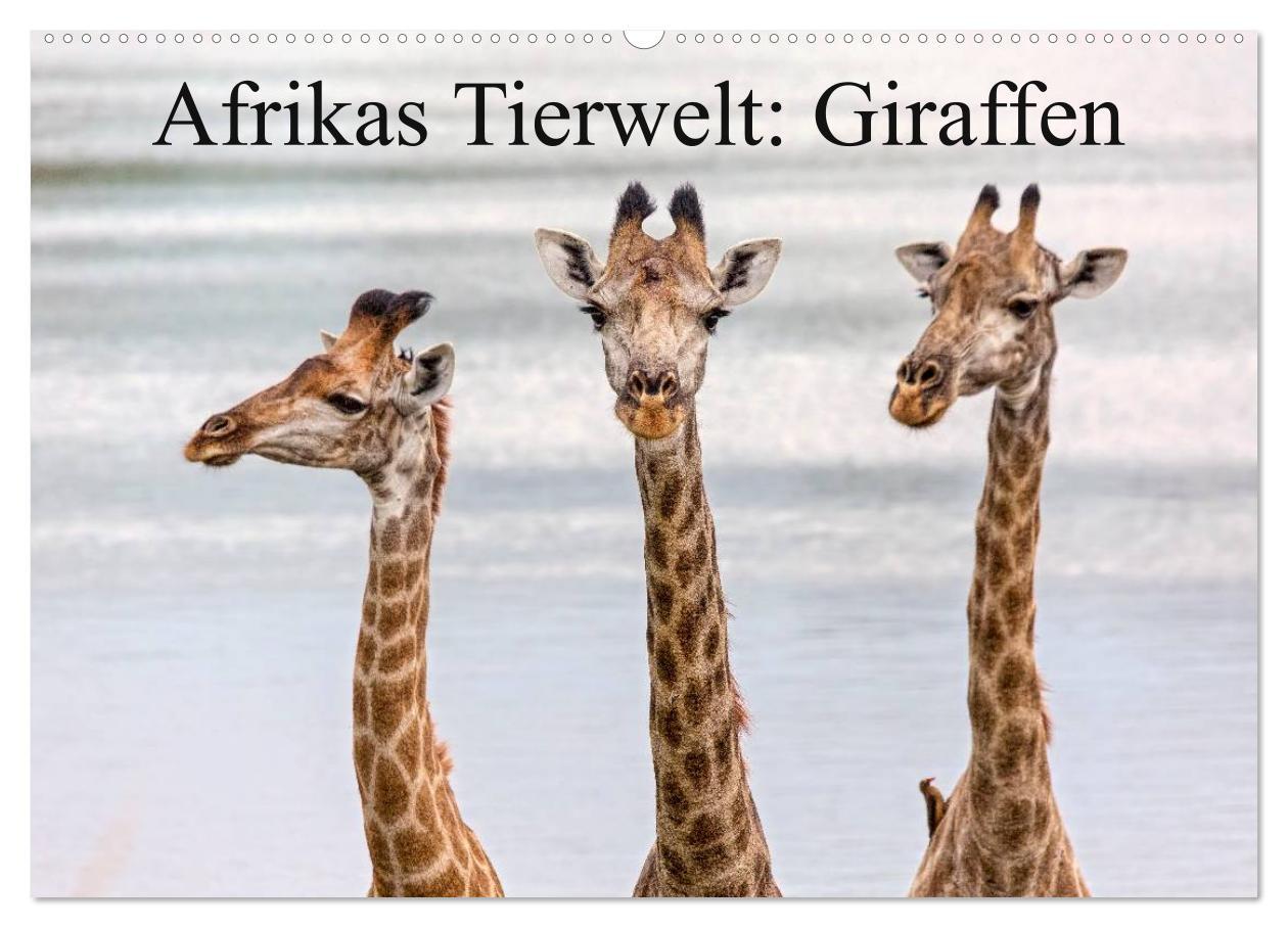 Calendar/Diary Afrikas Tierwelt: Giraffen (Wandkalender 2025 DIN A2 quer), CALVENDO Monatskalender 