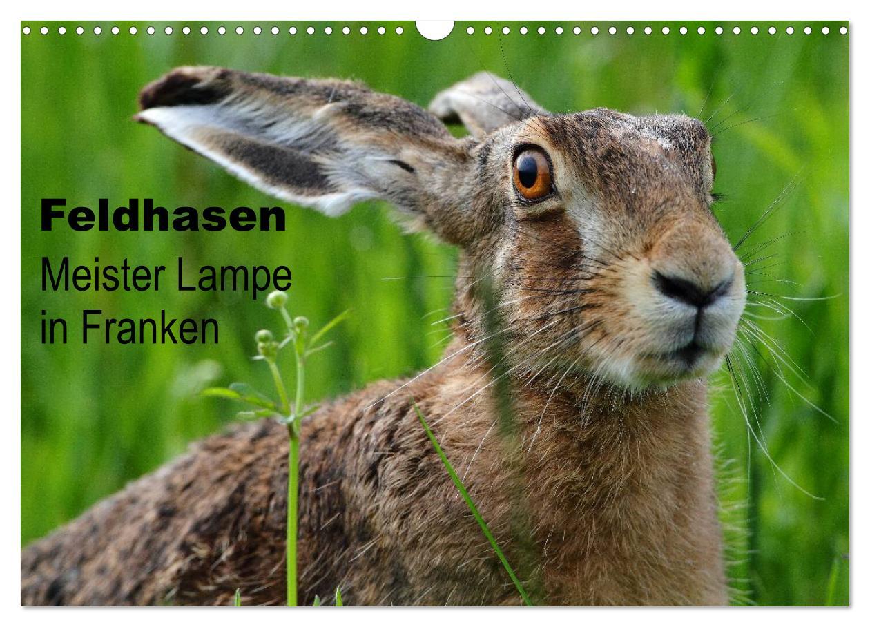 Calendar/Diary Feldhasen - Meister Lampe in Franken (Wandkalender 2025 DIN A3 quer), CALVENDO Monatskalender 