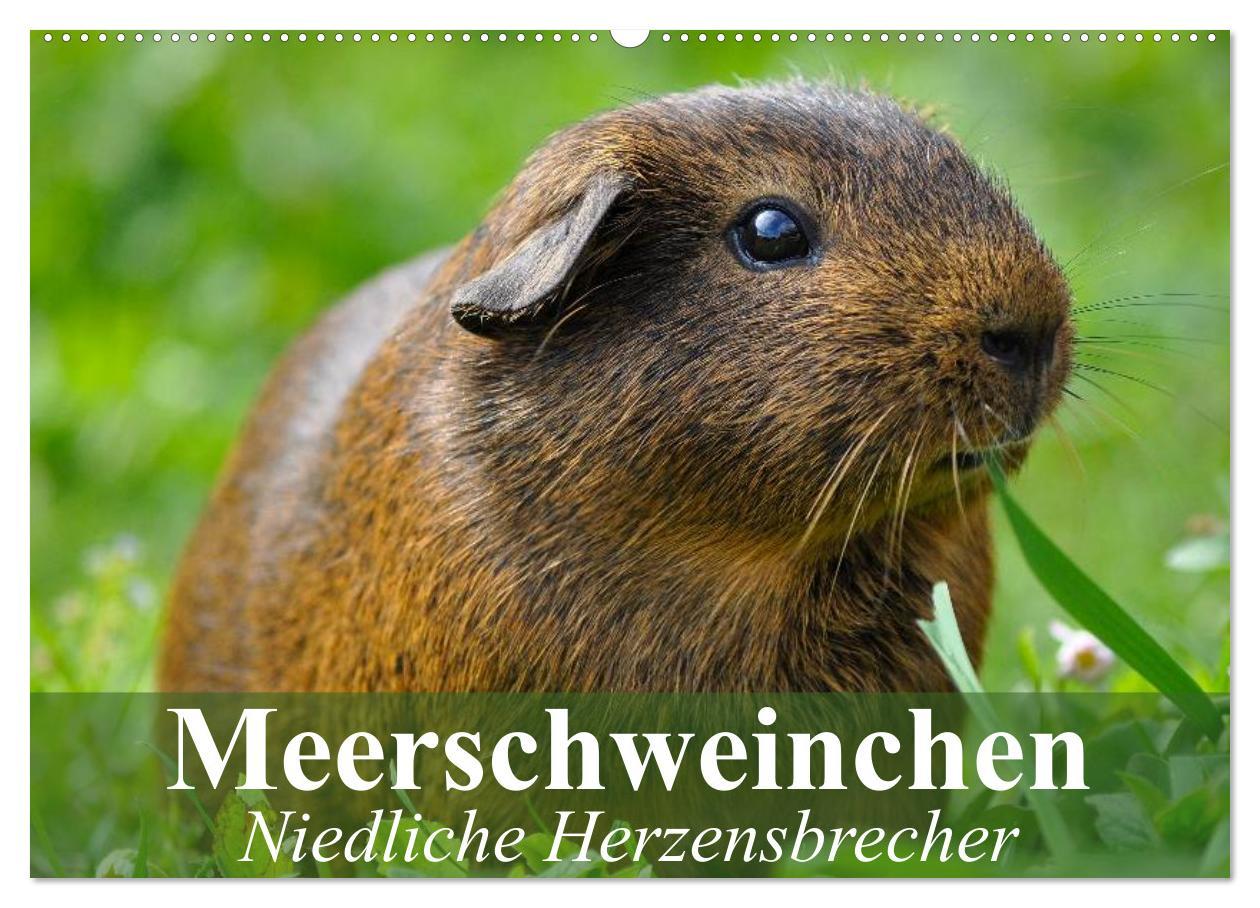 Kalendarz/Pamiętnik Meerschweinchen Niedliche Herzensbrecher (Wandkalender 2025 DIN A2 quer), CALVENDO Monatskalender 