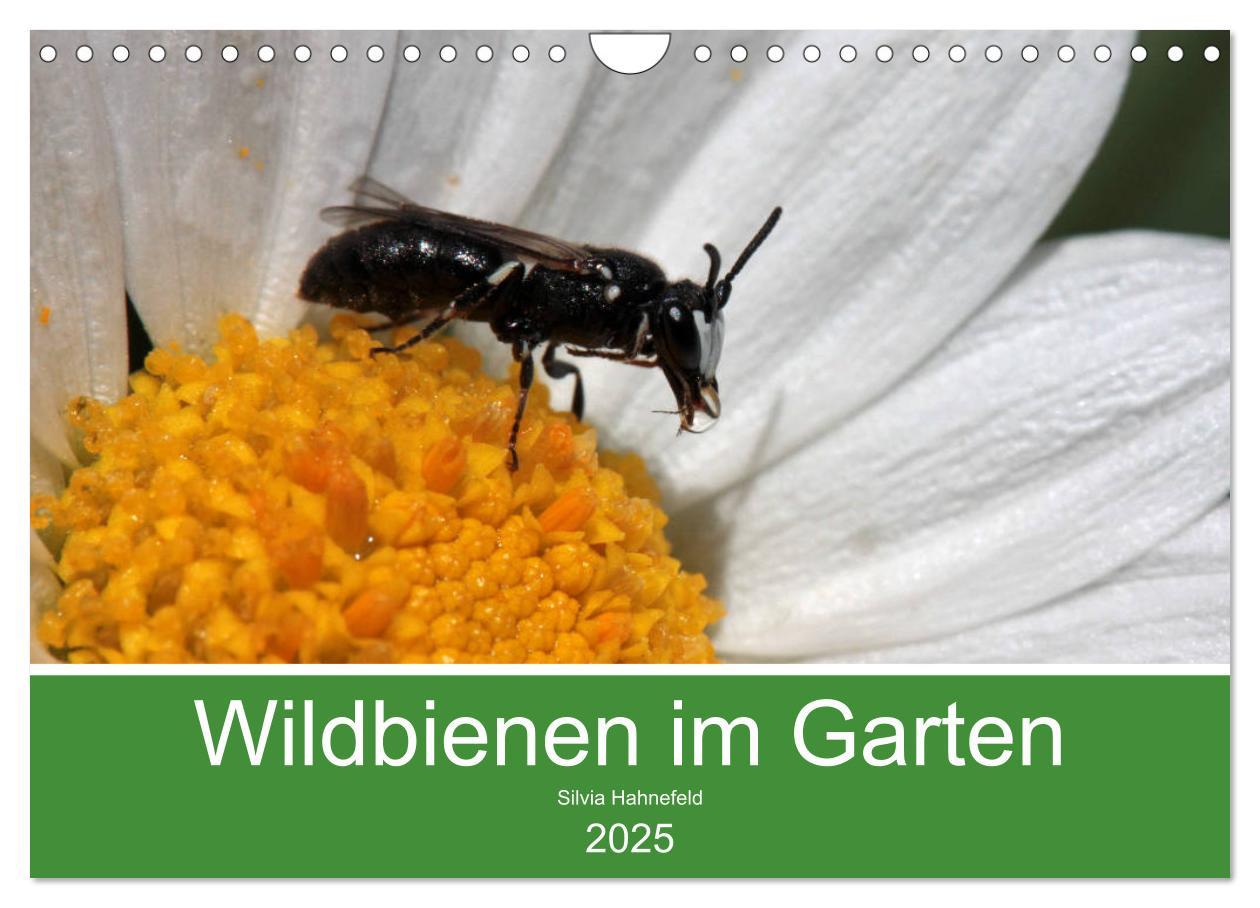 Kalendář/Diář Wildbienen im Garten (Wandkalender 2025 DIN A4 quer), CALVENDO Monatskalender 