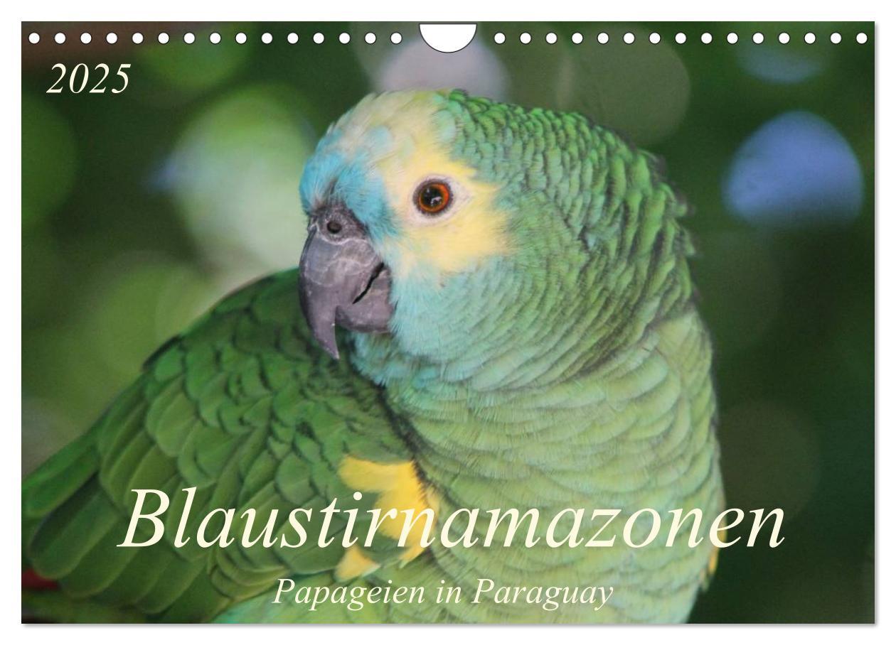 Naptár/Határidőnapló Blaustirnamazonen - Papageien in Paraguay (Wandkalender 2025 DIN A4 quer), CALVENDO Monatskalender 