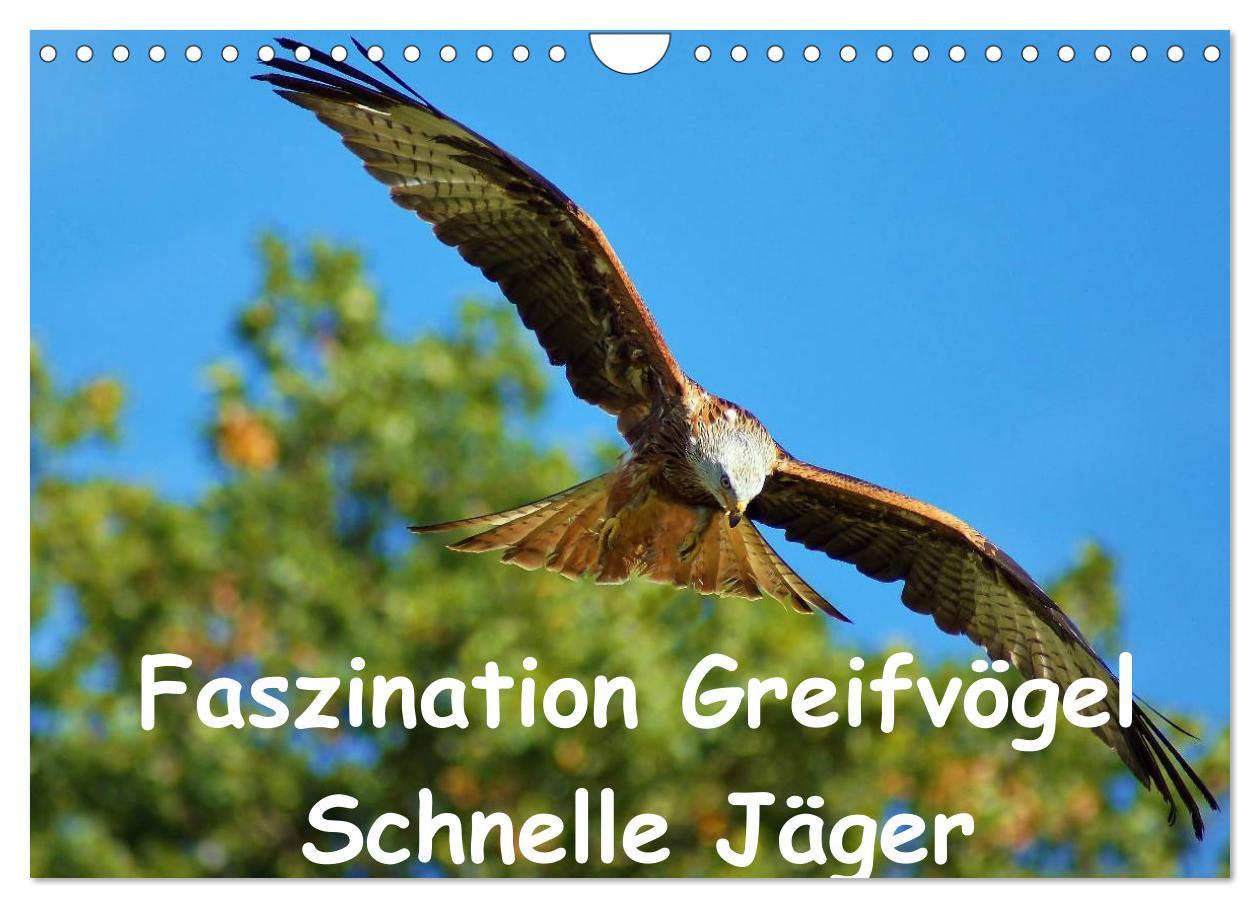 Calendar/Diary Faszination Greifvögel Schnelle Jäger (Wandkalender 2025 DIN A4 quer), CALVENDO Monatskalender 