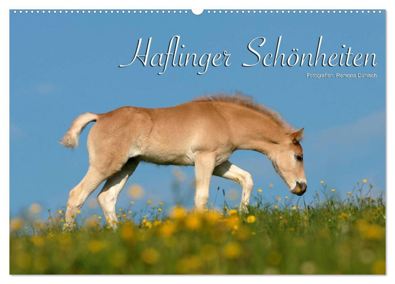 Kalender/Terminbuch Haflinger Schönheiten (Wandkalender 2025 DIN A2 quer), CALVENDO Monatskalender 