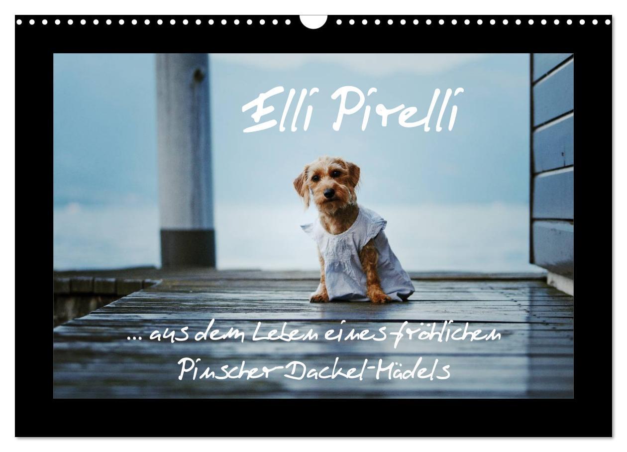 Kalendarz/Pamiętnik Elli Pirelli... aus dem Leben eines fröhlichen Pinscher-Dackel-Mädels (Wandkalender 2025 DIN A3 quer), CALVENDO Monatskalender 