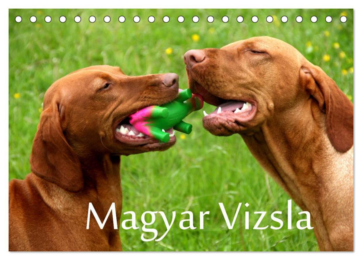 Kalender/Terminbuch Magyar Vizsla (Tischkalender 2025 DIN A5 quer), CALVENDO Monatskalender 