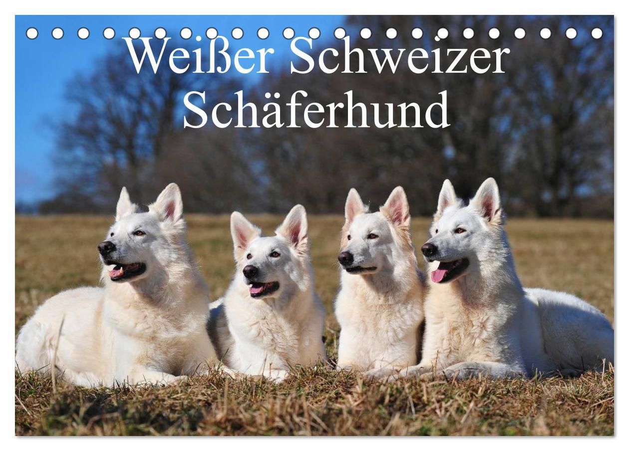 Calendario/Agenda Weißer Schweizer Schäferhund (Tischkalender 2025 DIN A5 quer), CALVENDO Monatskalender 