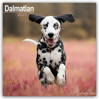 Kalendář/Diář Dalmatian - Dalmatiner 2025 - 16-Monatskalender 