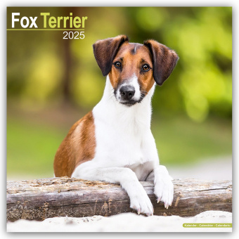 Kalender/Terminbuch Fox Terrier - Foxterrier 2025 - 16-Monatskalender 