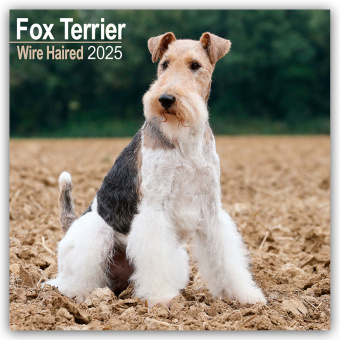 Calendar / Agendă Fox Terrier Wirehaired - Drahthaar Foxterrier 2025 - 16-Monatskalender 