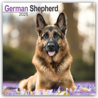 Kalender/Terminbuch German Shepherd - Deutsche Schäferhunde 2025 - 16-Monatskalender 