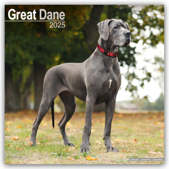 Calendar/Diary Great Dane - Dänische Dogge 2025 - 16-Monatskalender 