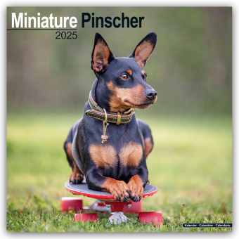 Kalendar/Rokovnik Miniature Pinscher - Zwergpinscher 2025 - 16-Monatskalender 