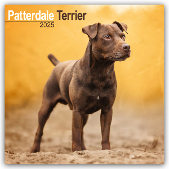 Kalendarz/Pamiętnik Patterdale Terrier 2025 - 16-Monatskalender 