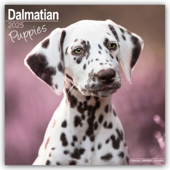 Naptár/Határidőnapló Dalmatian Puppies - Dalmatiner Welpen 2025 - 16-Monatskalender 